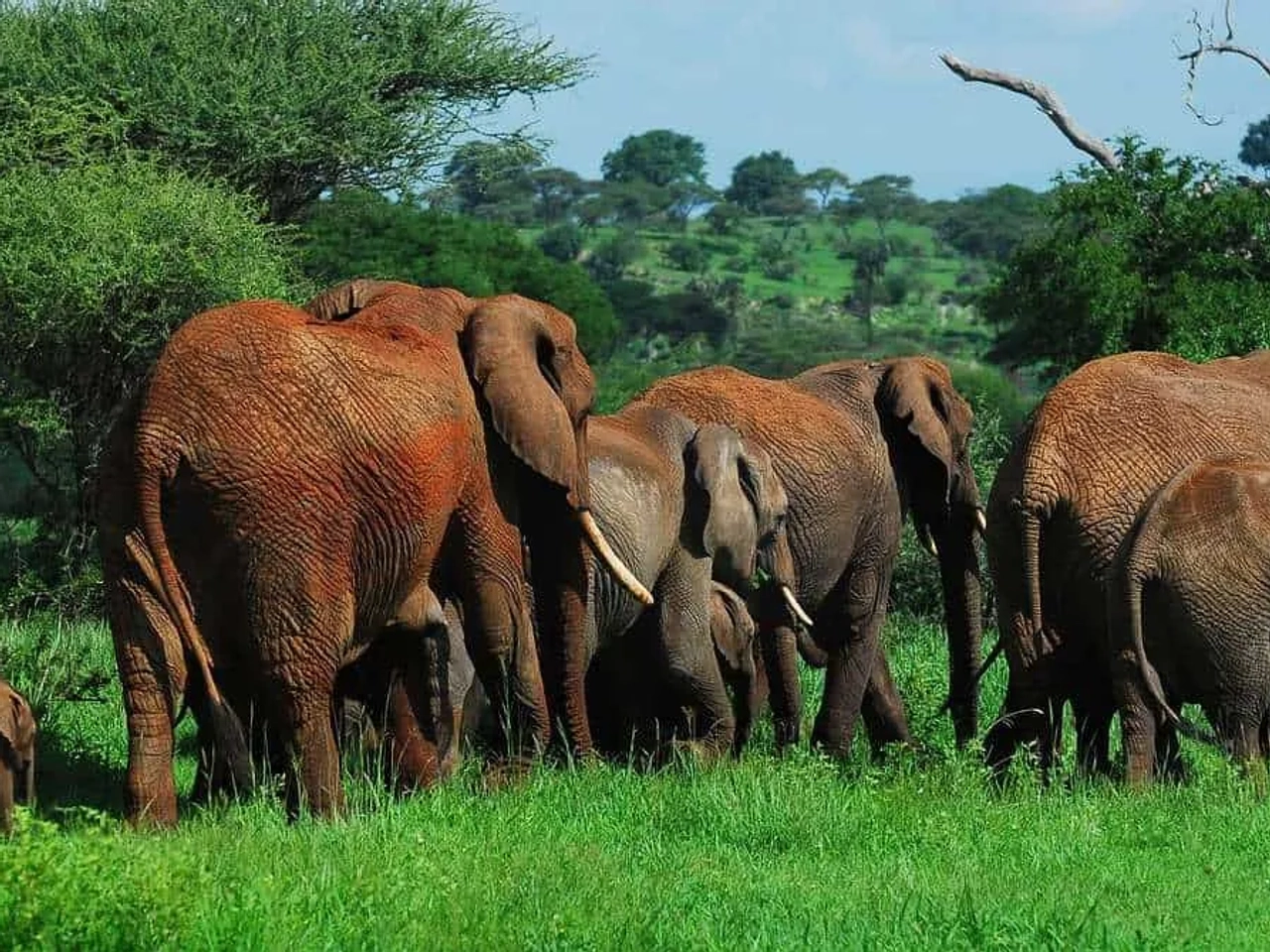 Qué hacer en Tanzania