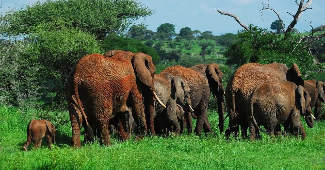 Qué hacer en Tanzania