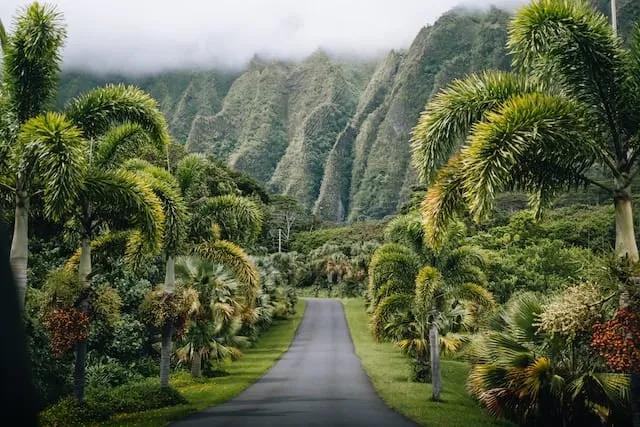 green forest in hawaii, USA