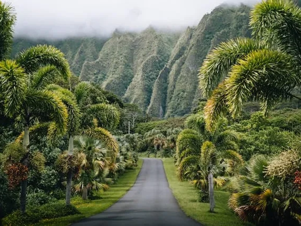 green forest in hawaii, USA