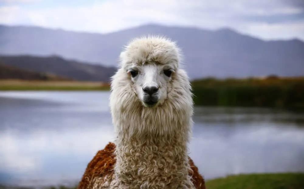 ¿Cuál es la mejor época para viajar a Perú (y Machu Picchu)?