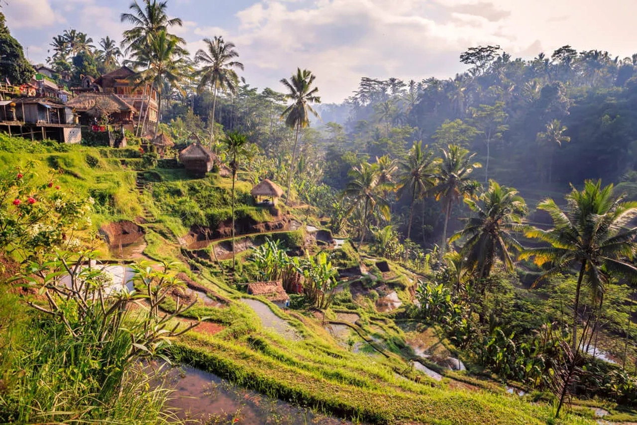 arrozais tipicos da zona de ubud