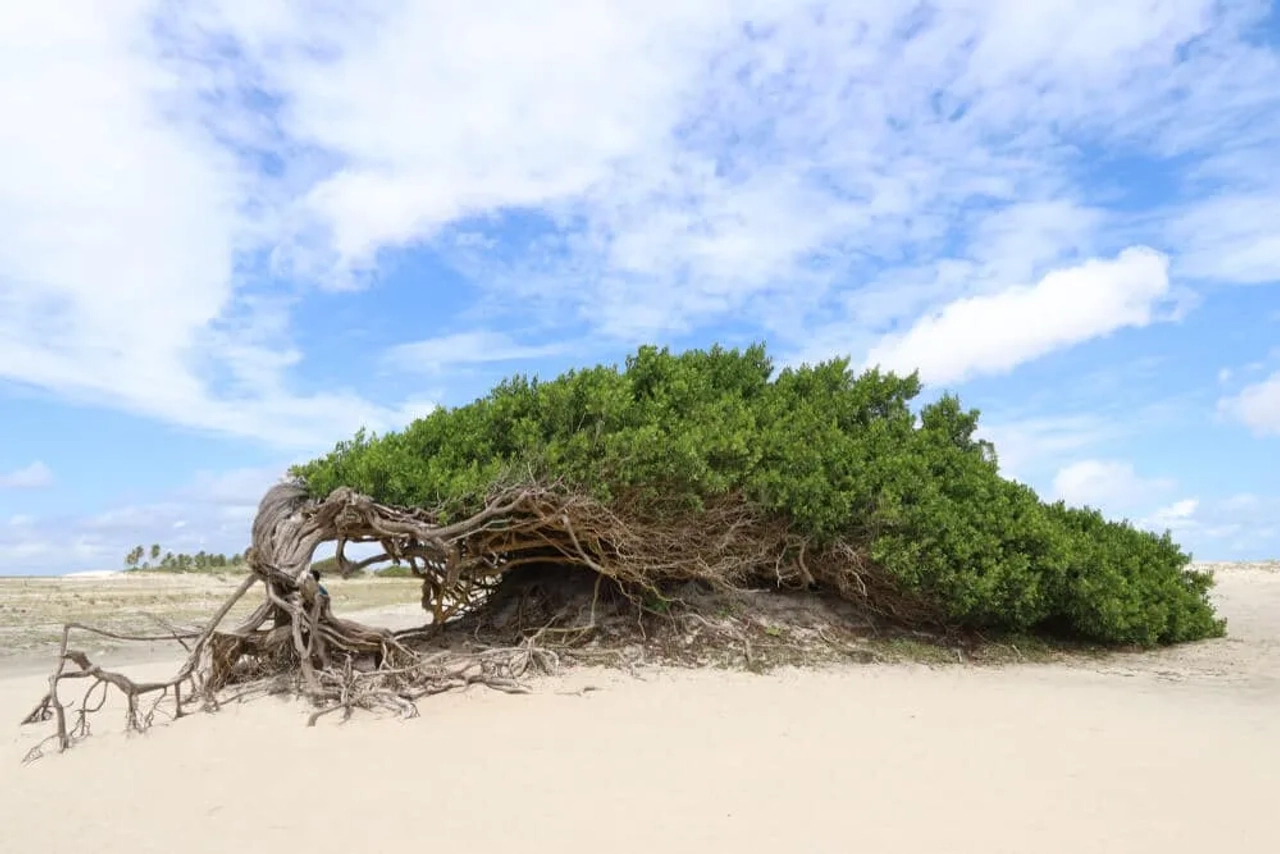 arvore da preguiça com os ramos na areia