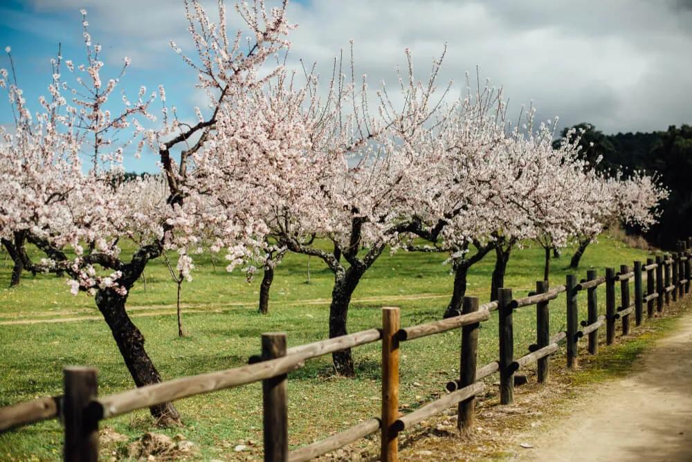 cultivo de amendoeiras em flor