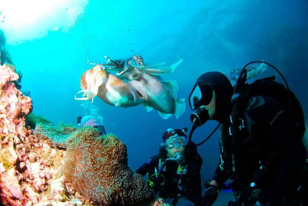 Hacer un curso de buceo en Perhentian