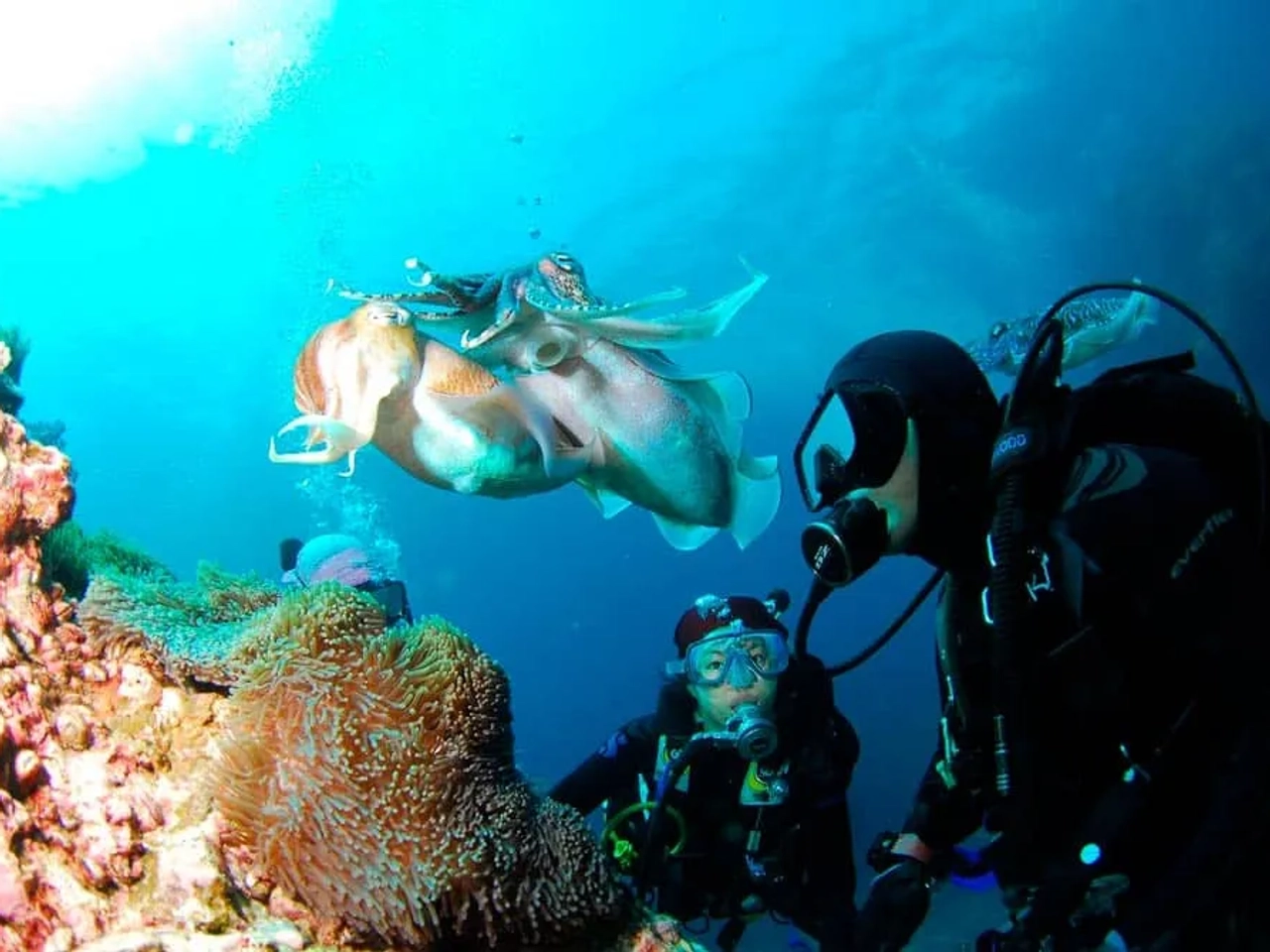 Hacer un curso de buceo en Perhentian