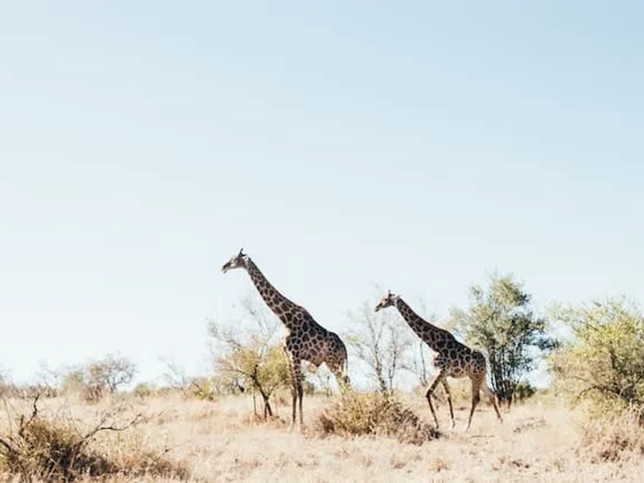 girafas num safari na áfrica do sul