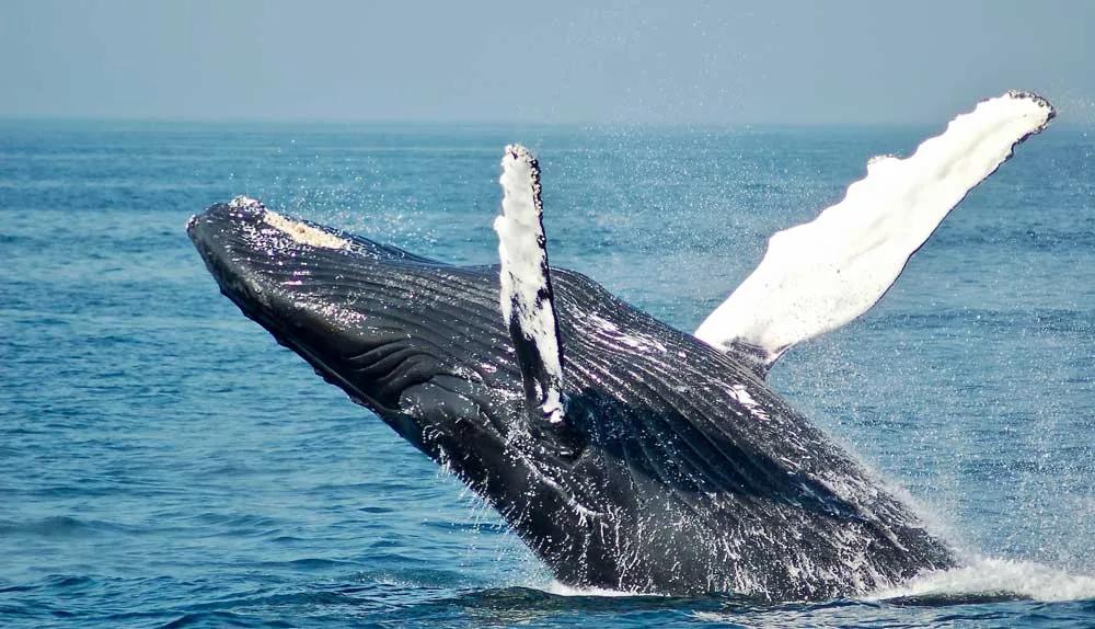 avistar ballenas y delfines en libertad