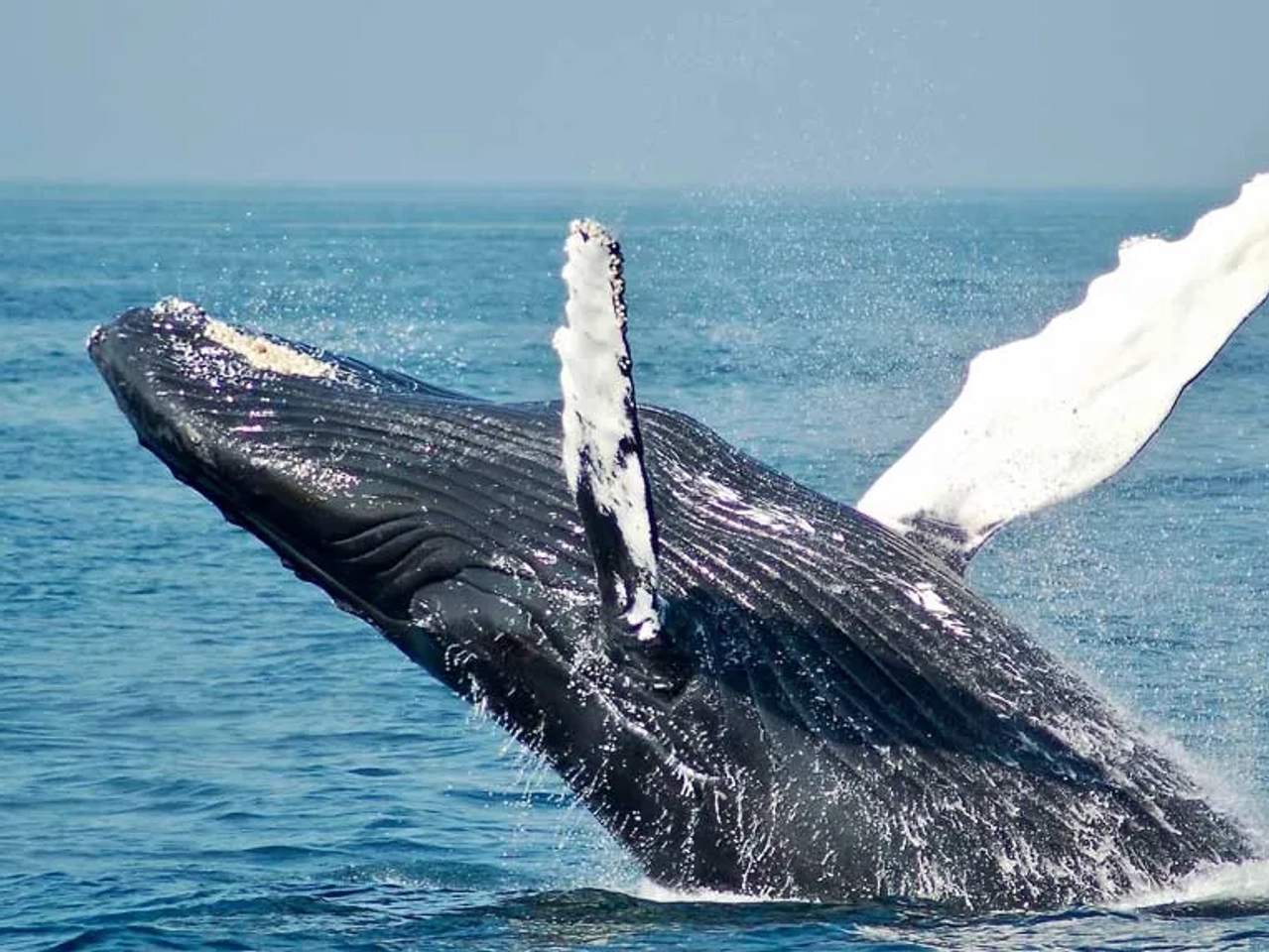 avistar ballenas y delfines en libertad