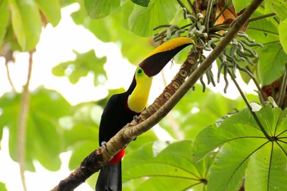 Parque Nacional Manuel Antonio