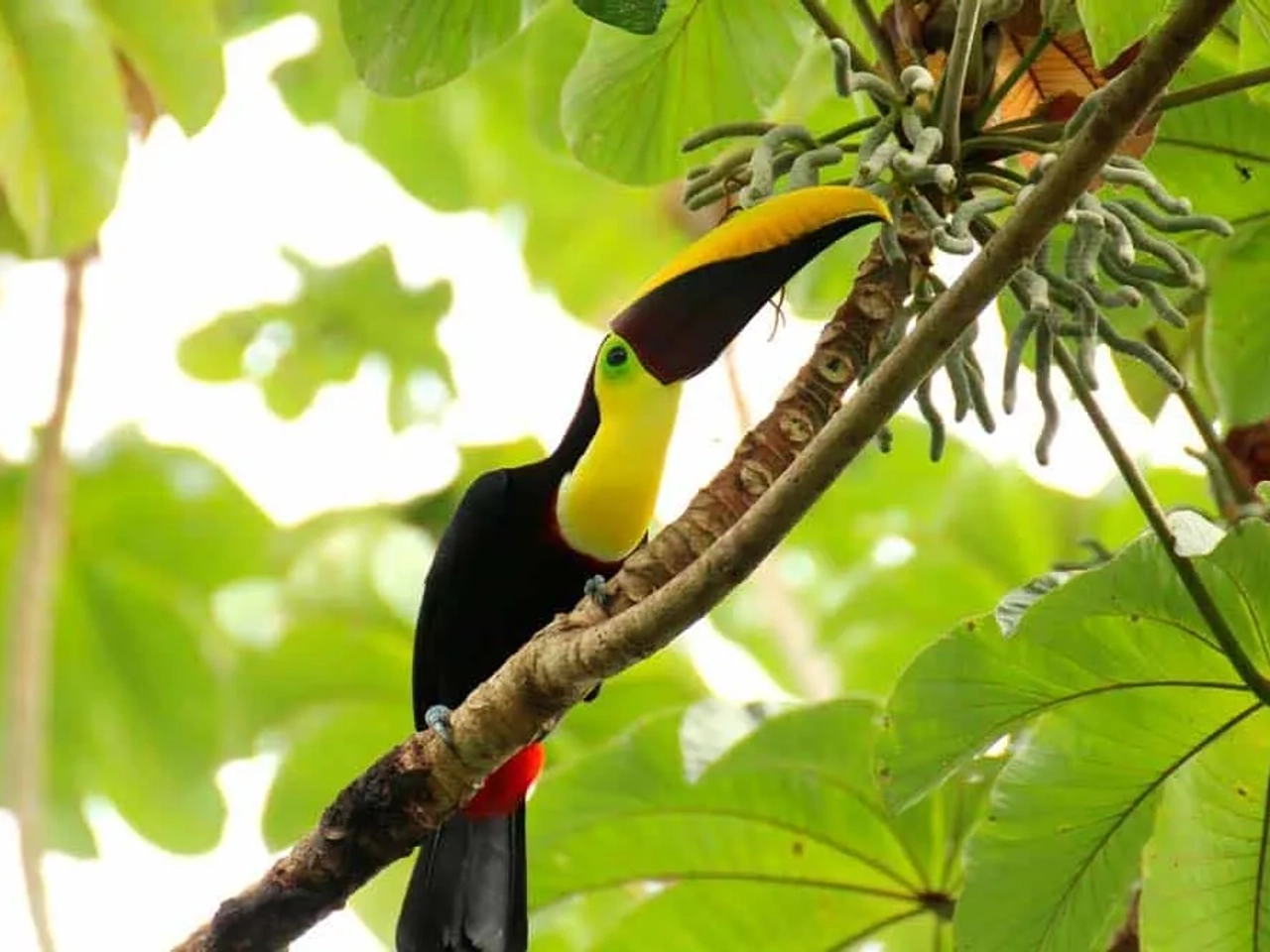 Parque Nacional Manuel Antonio