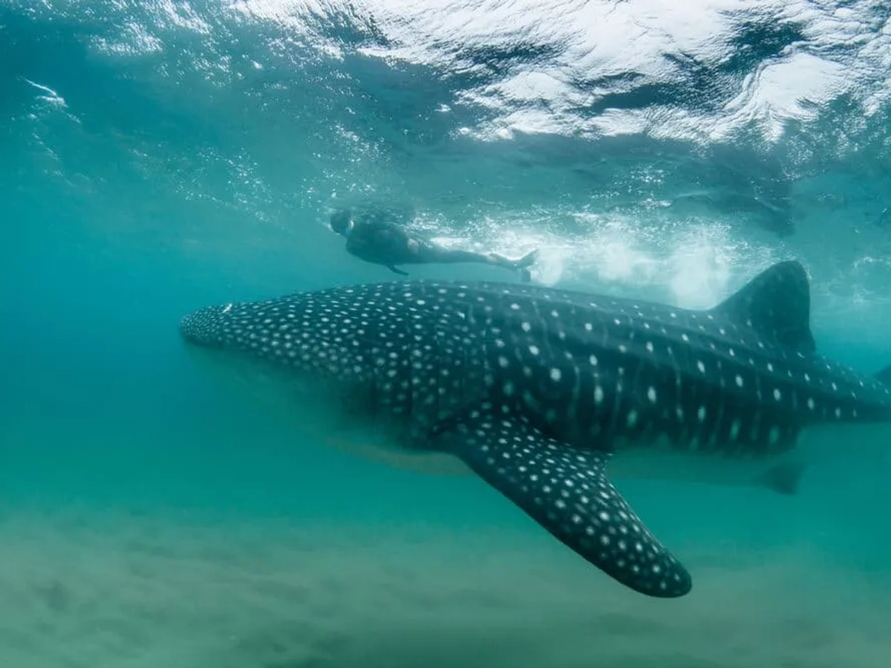 mergulhador nada com tubarao baleia