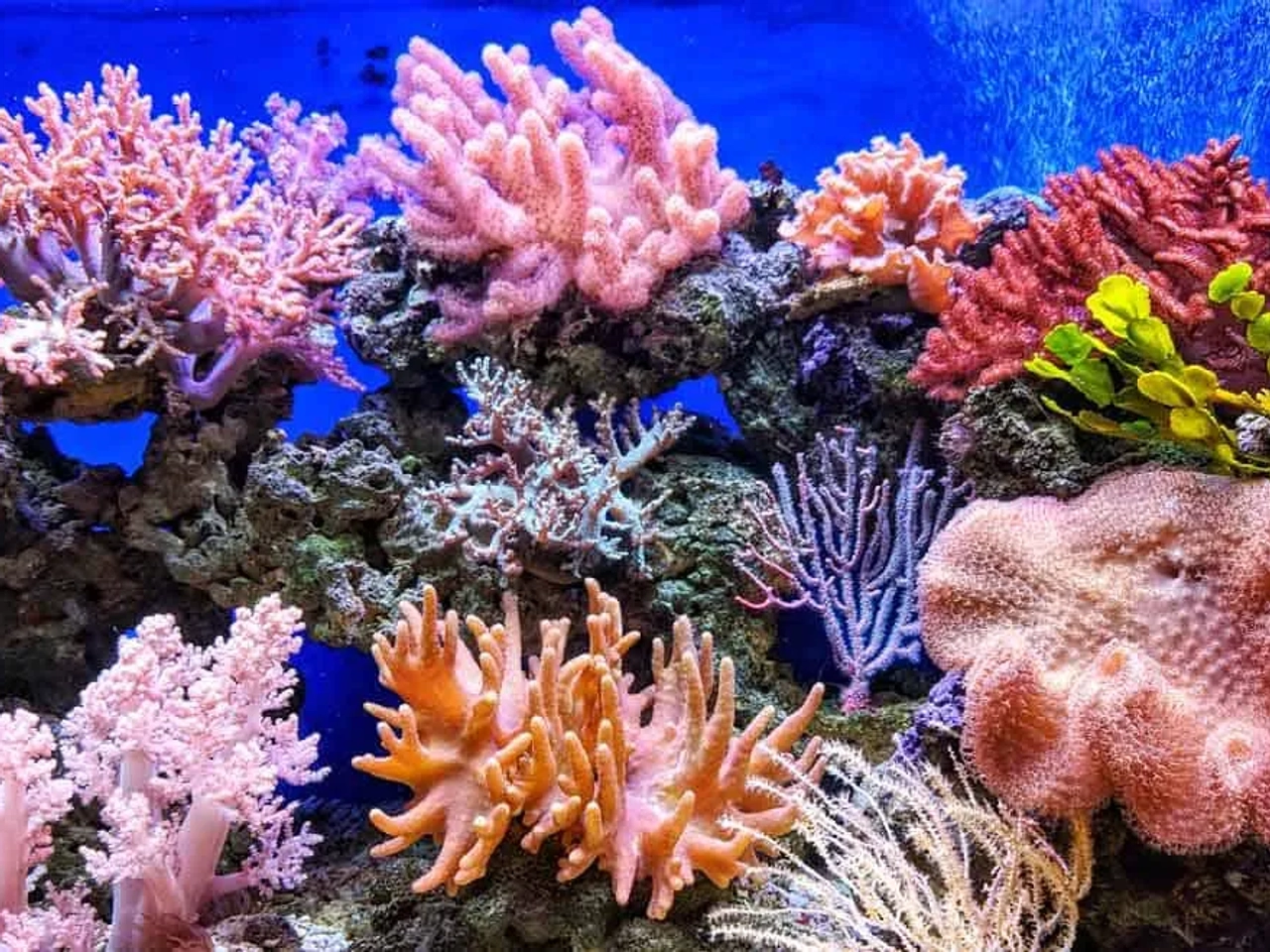 descubrir coloridos corales bajo el mar