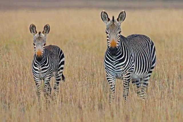 duas zebras em Mountain Zebra National Park na africa do sul