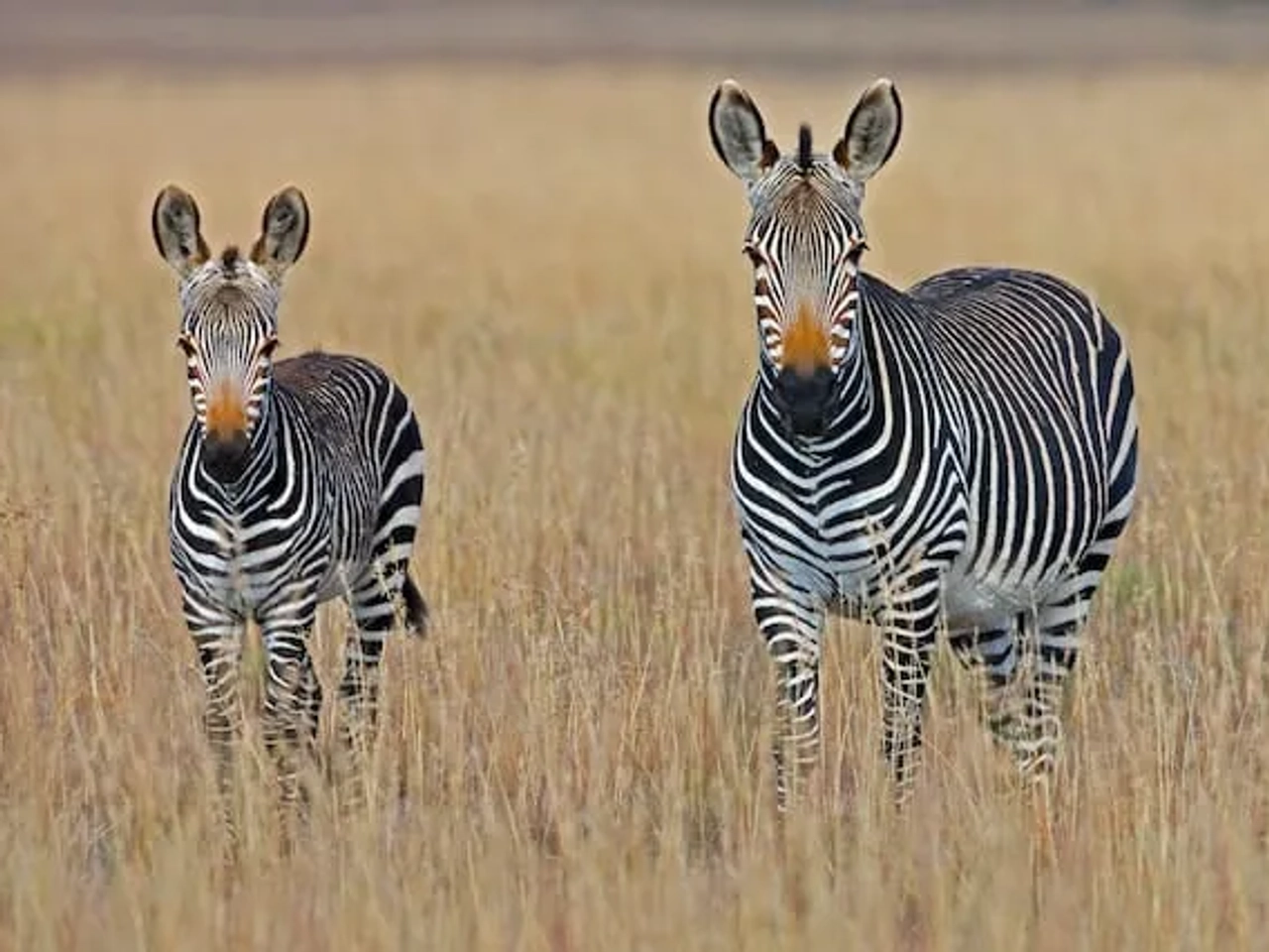 duas zebras em Mountain Zebra National Park na africa do sul
