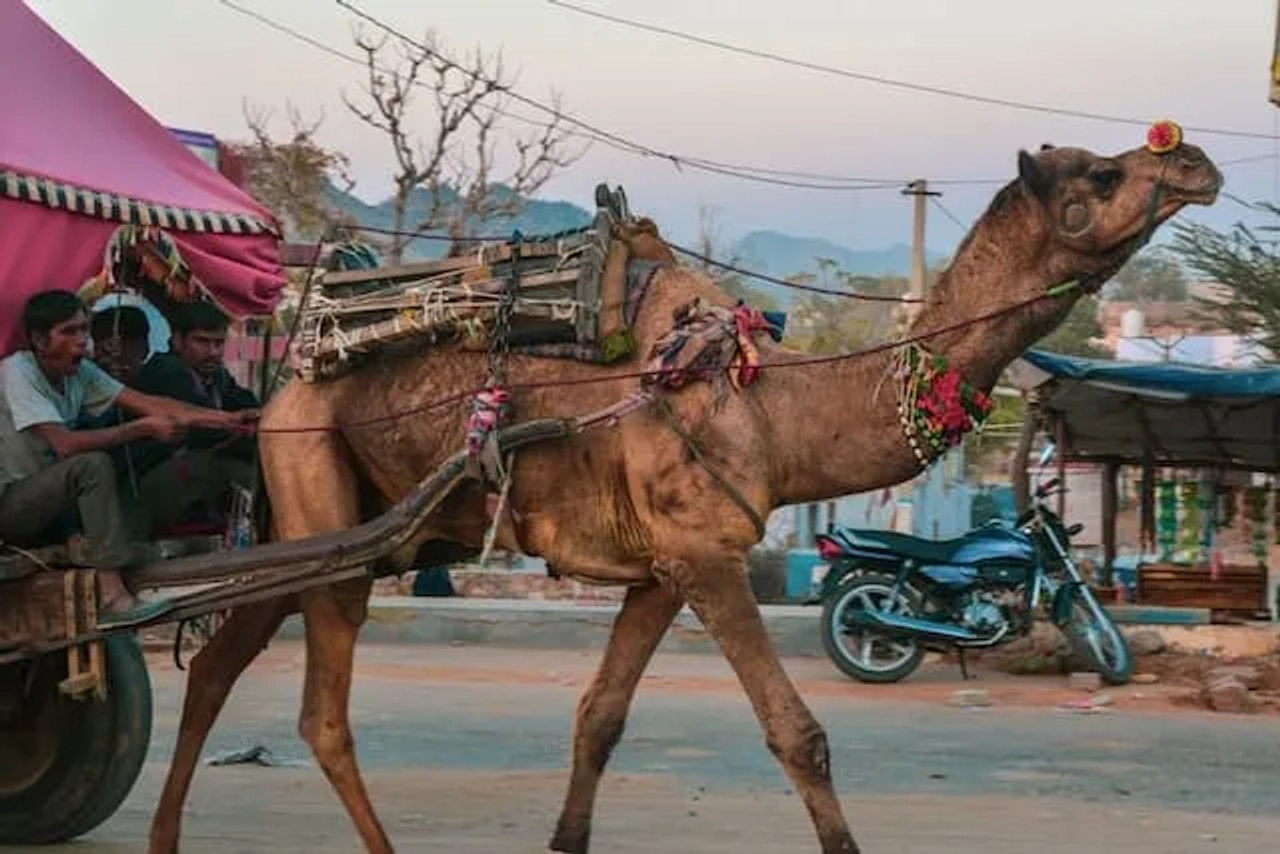 camelo em Pushkar