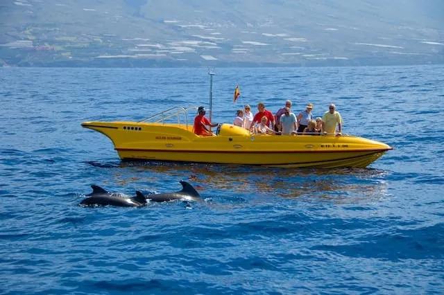 barco amarelo com pessoas a ver baleias a nadar em tenerife - experiência que não podes perder