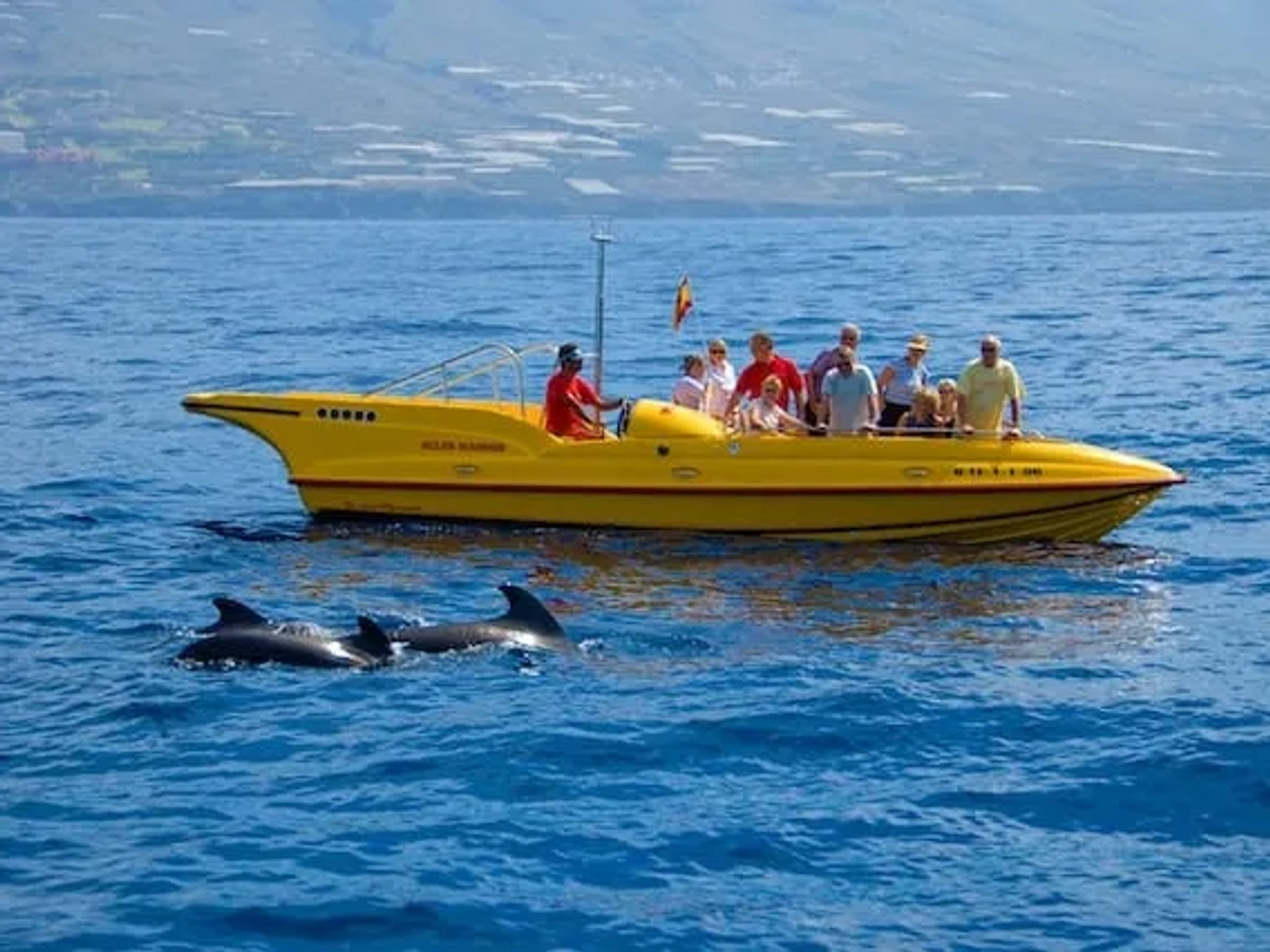 barco amarelo com pessoas a ver baleias a nadar em tenerife - experiência que não podes perder