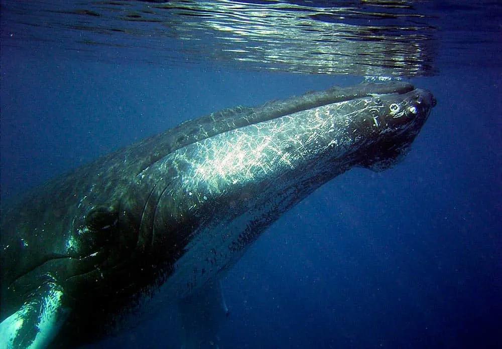 Los mejores países para hacer snorkel