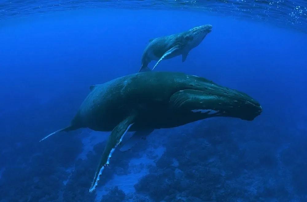 ballenas en Polinesia Francesa