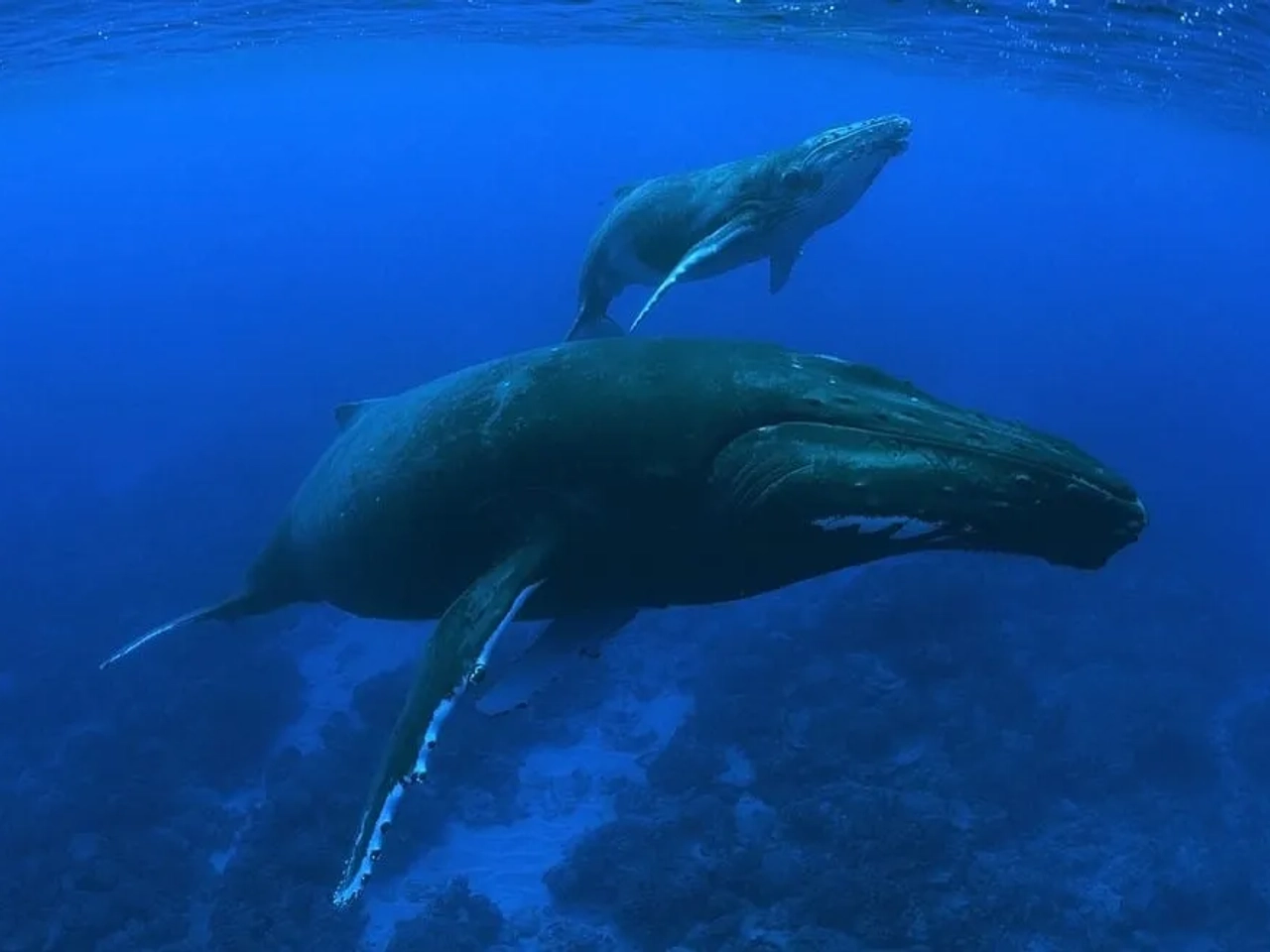 ballenas en Polinesia Francesa