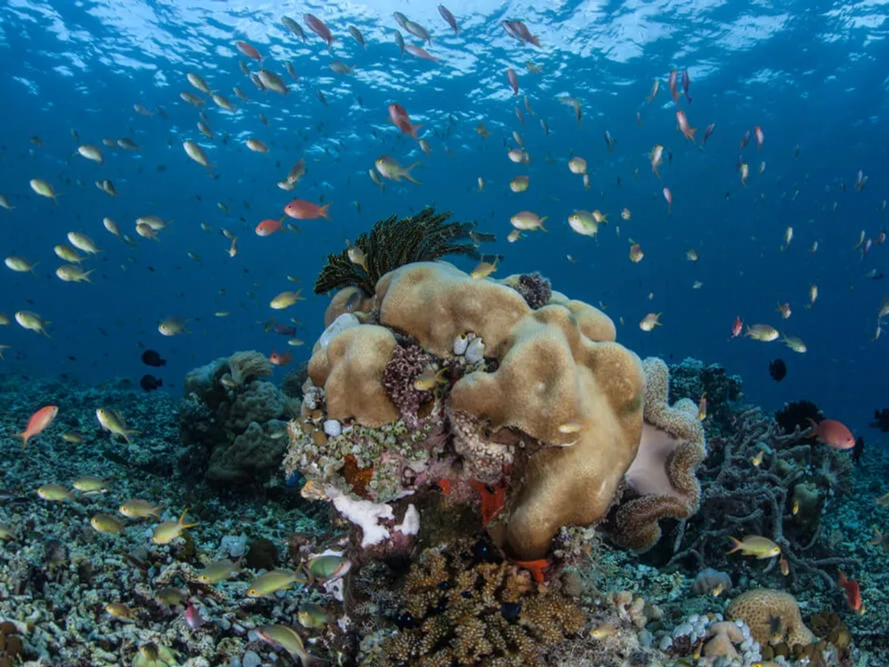 peixes e corais que podes ver nos mergulhos na indonesia