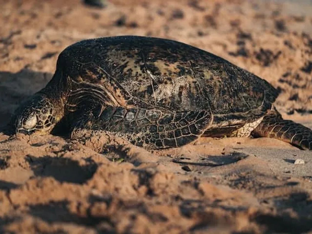 tartaruga na areia numa praia