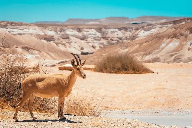 animal in Sde Boker, Israel