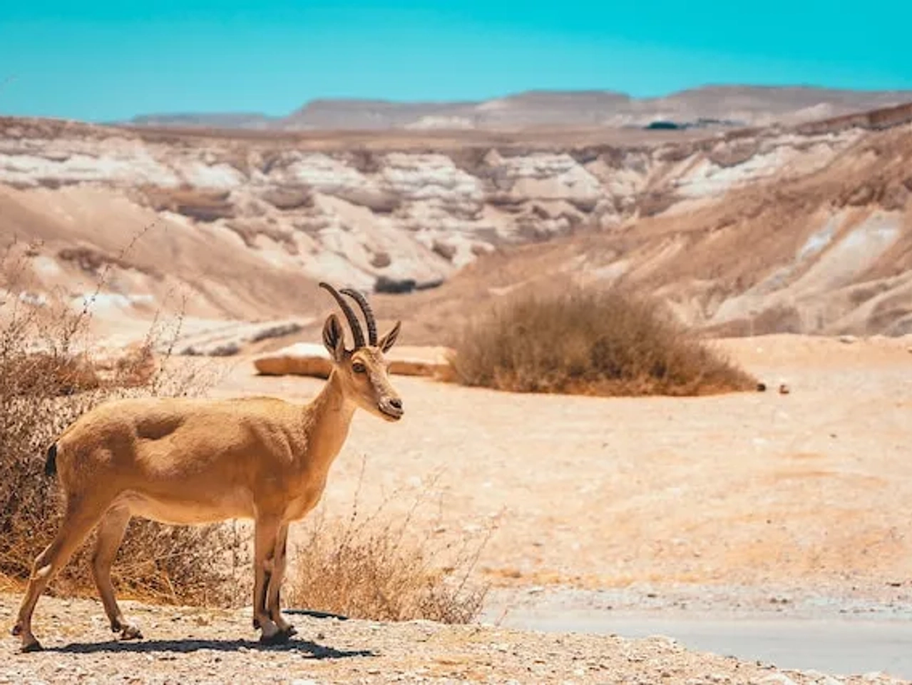 animal in Sde Boker, Israel