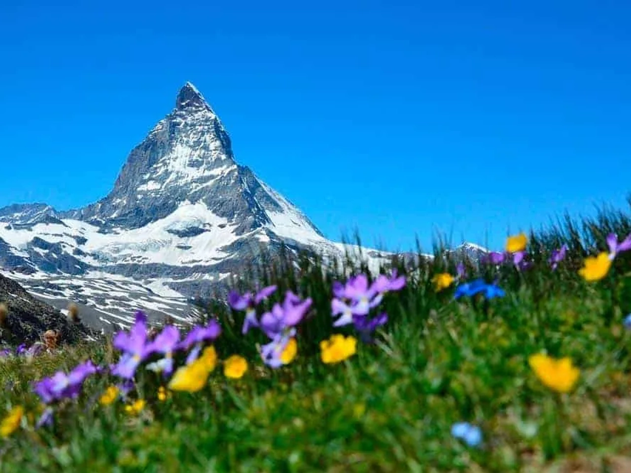 Montanha coberta de neve com flores coloridas em primeiro plano sob céu azul.