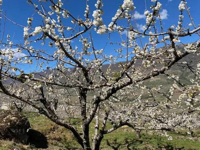 flor da cerejeira no valle del jerte, extremadura em espanha