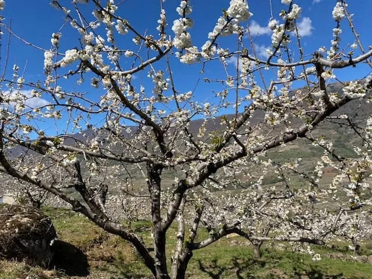 flor da cerejeira no valle del jerte, extremadura em espanha