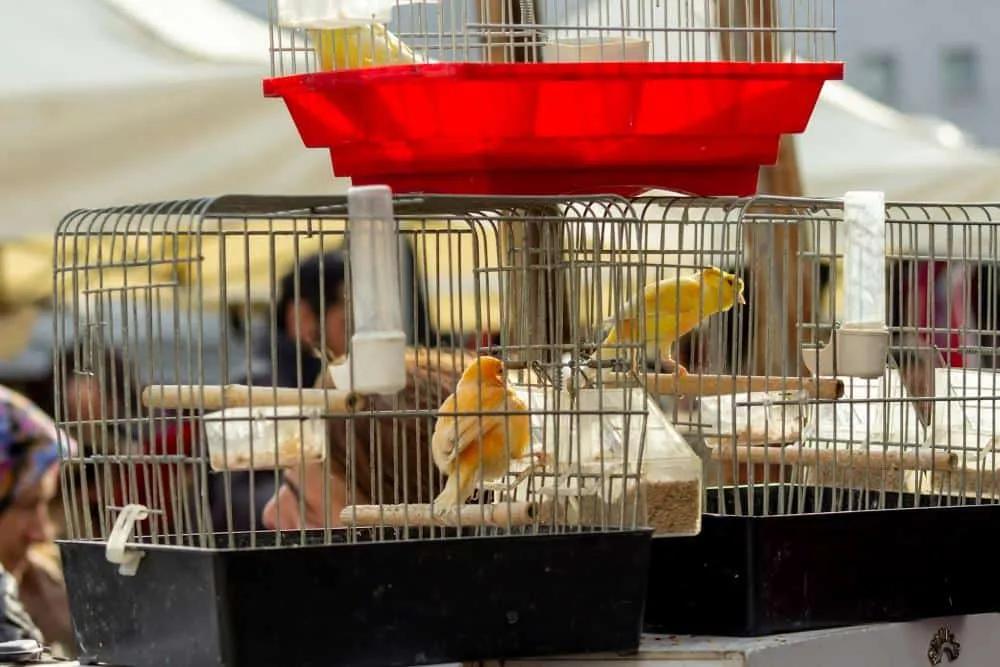 Jaulas con canarios en un mercado, reflejando el turismo irresponsable con animales.