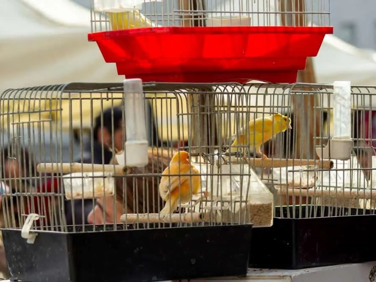 Jaulas con canarios en un mercado, reflejando el turismo irresponsable con animales.