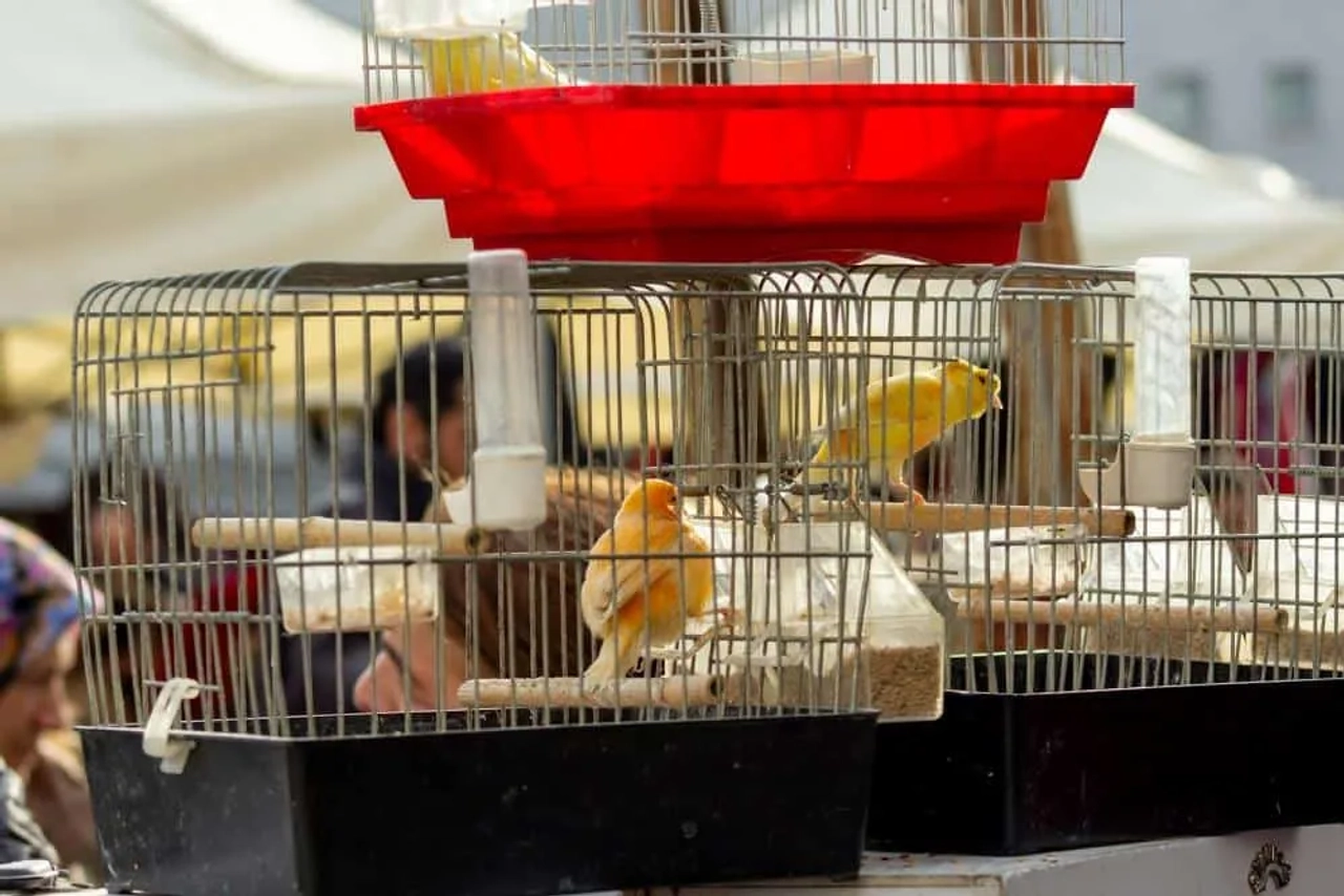 Jaulas con canarios en un mercado, reflejando el turismo irresponsable con animales.