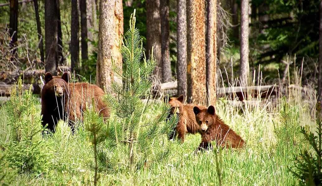 requisitos para viajar a Canadá