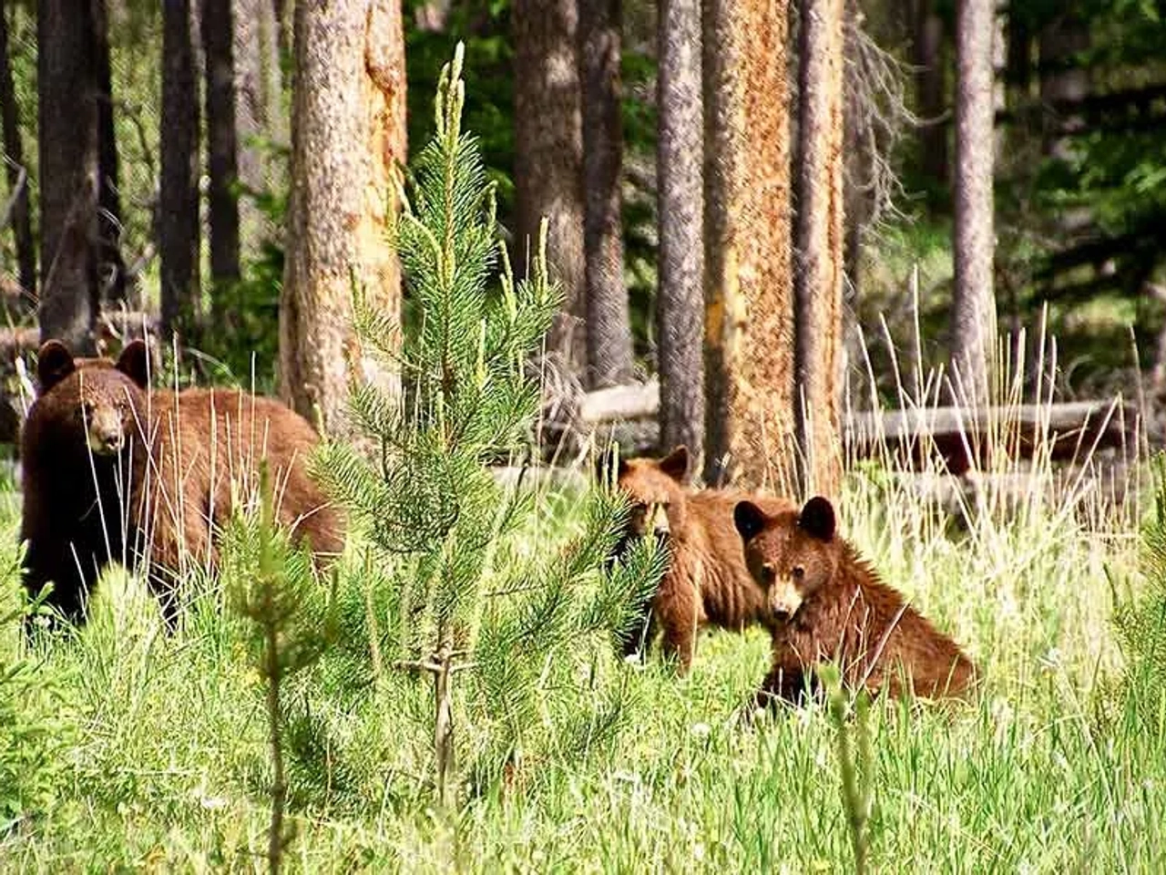 requisitos para viajar a Canadá