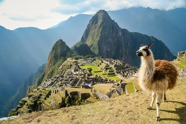 Llama en Machu Pichu