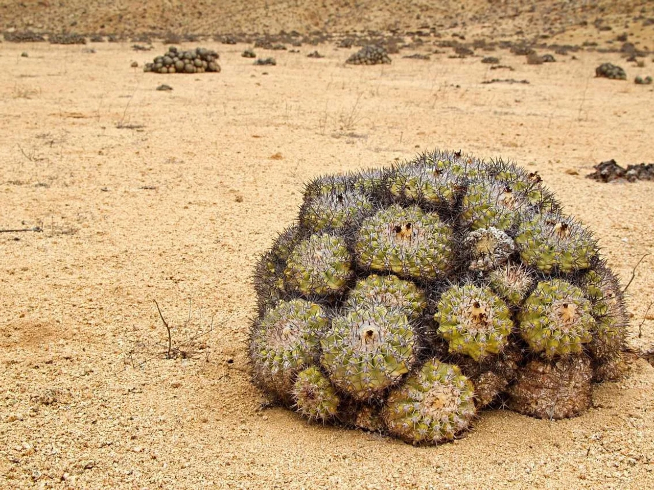 Qué hacer en Atacama