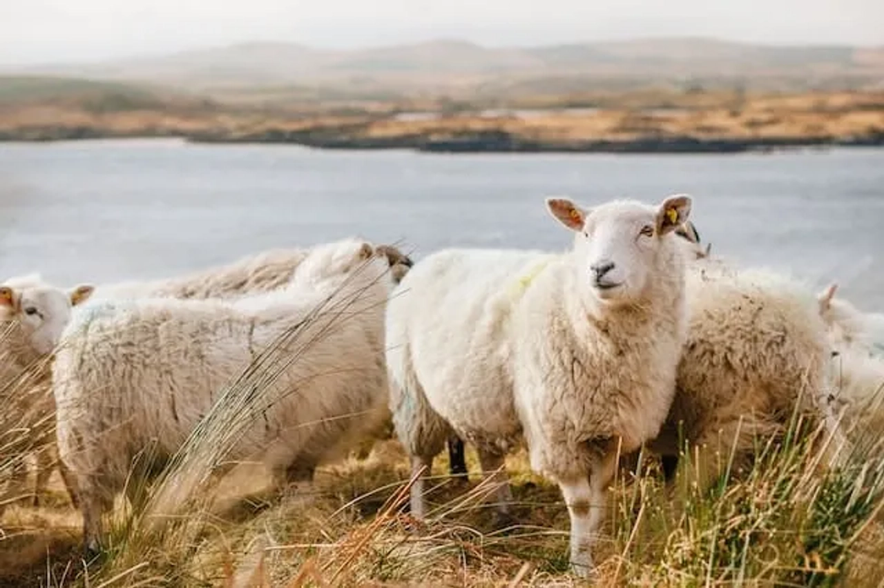Connemara National Park