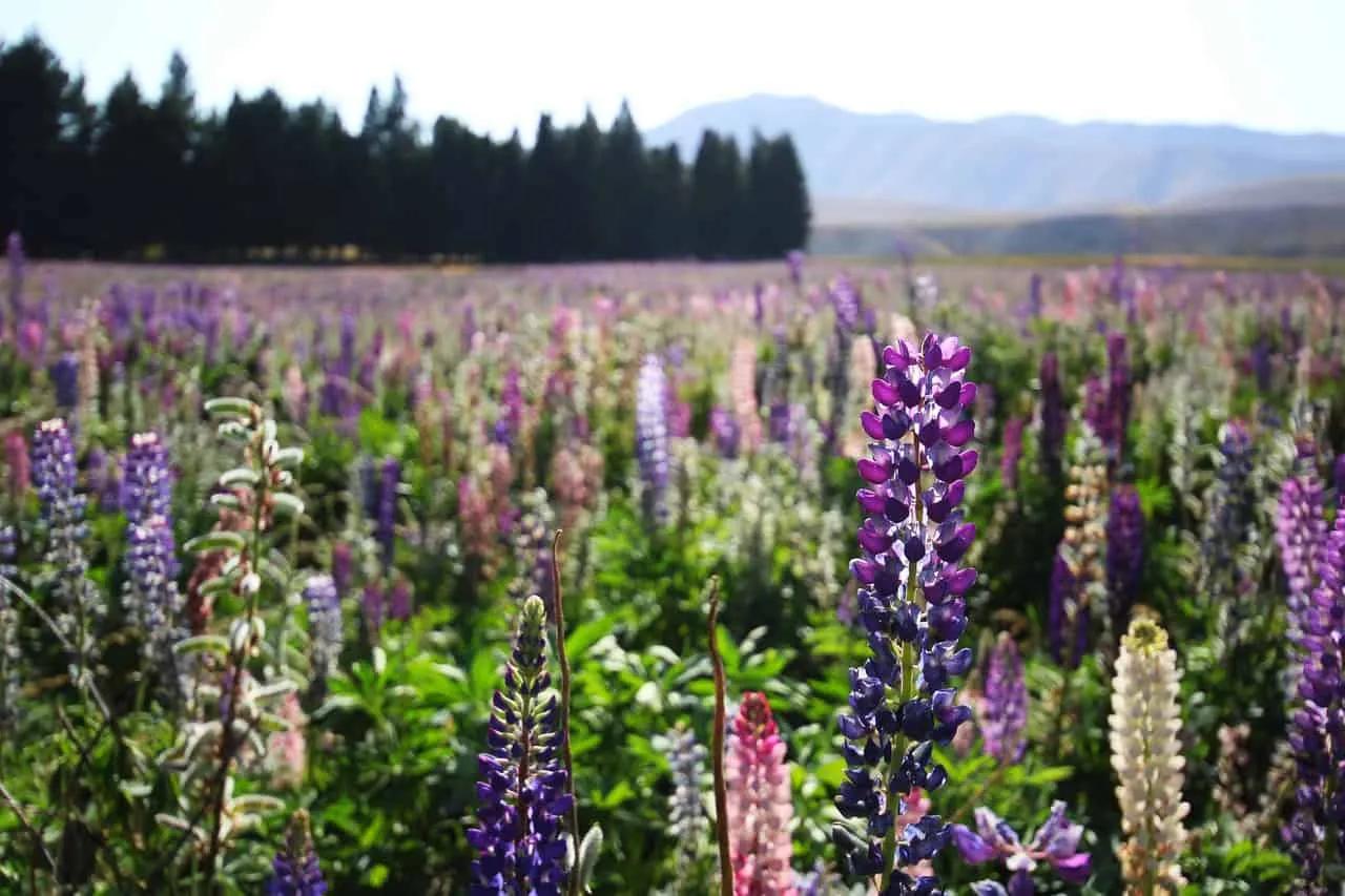 visado para viajar a Nueva Zelanda desde Colombia