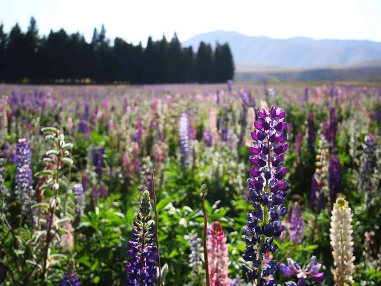 visado para viajar a Nueva Zelanda desde Colombia