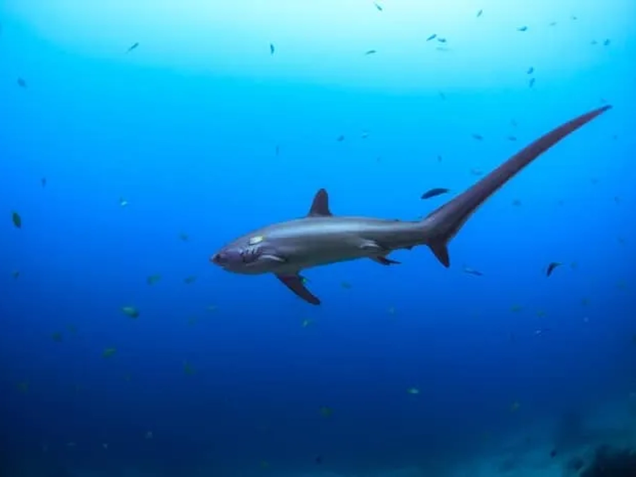 Malapascua, Filipinas