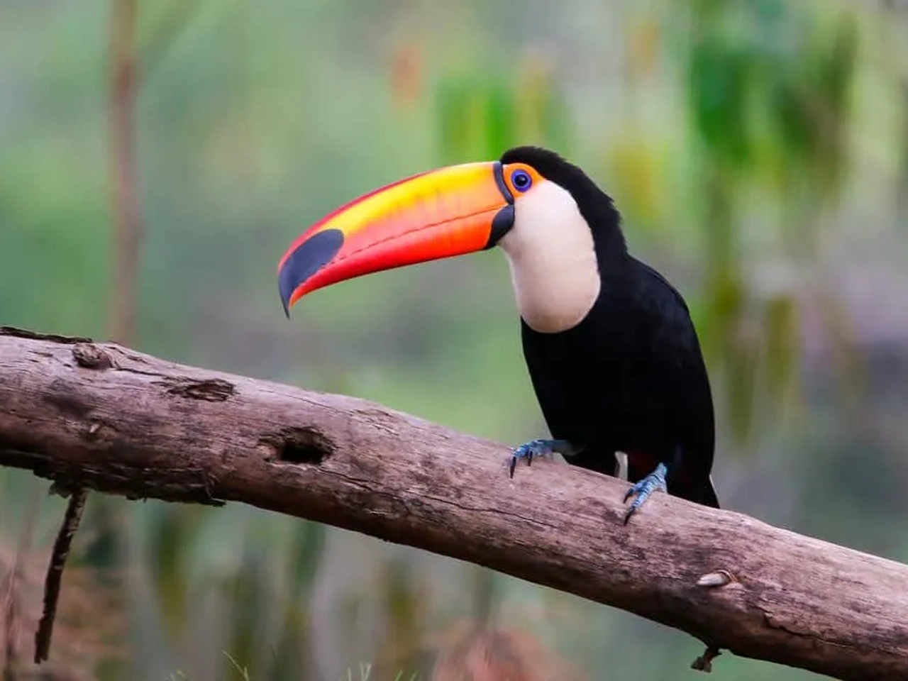 Qué hacer en Ilha Grande