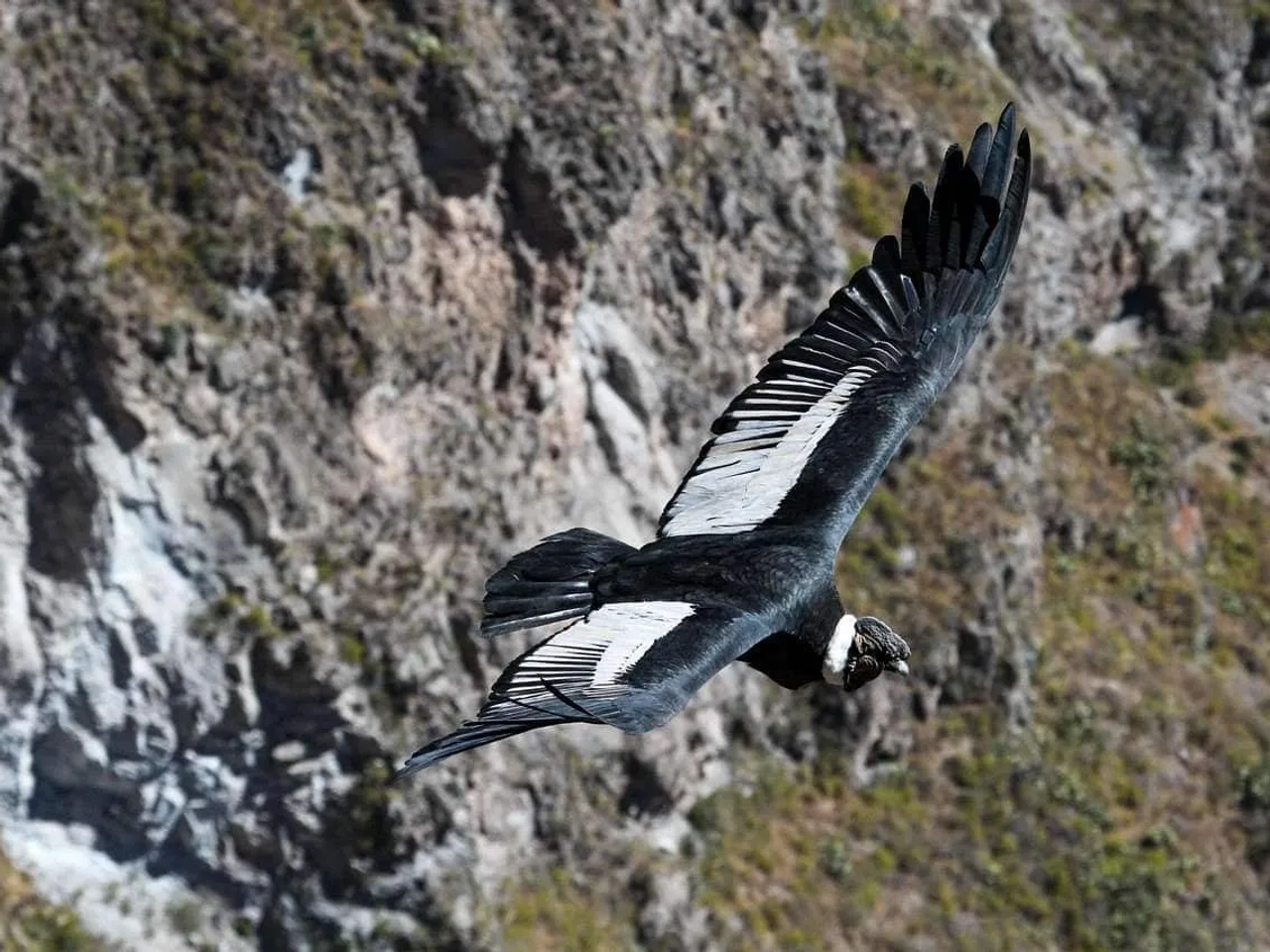 cómo visitar el Cañón de la Colca por tu cuenta