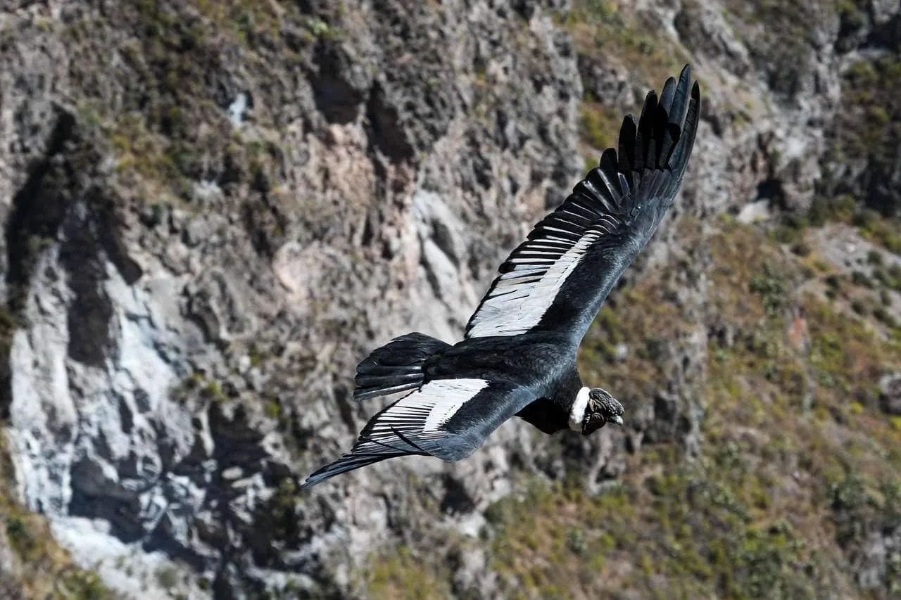 cómo visitar el Cañón de la Colca por tu cuenta