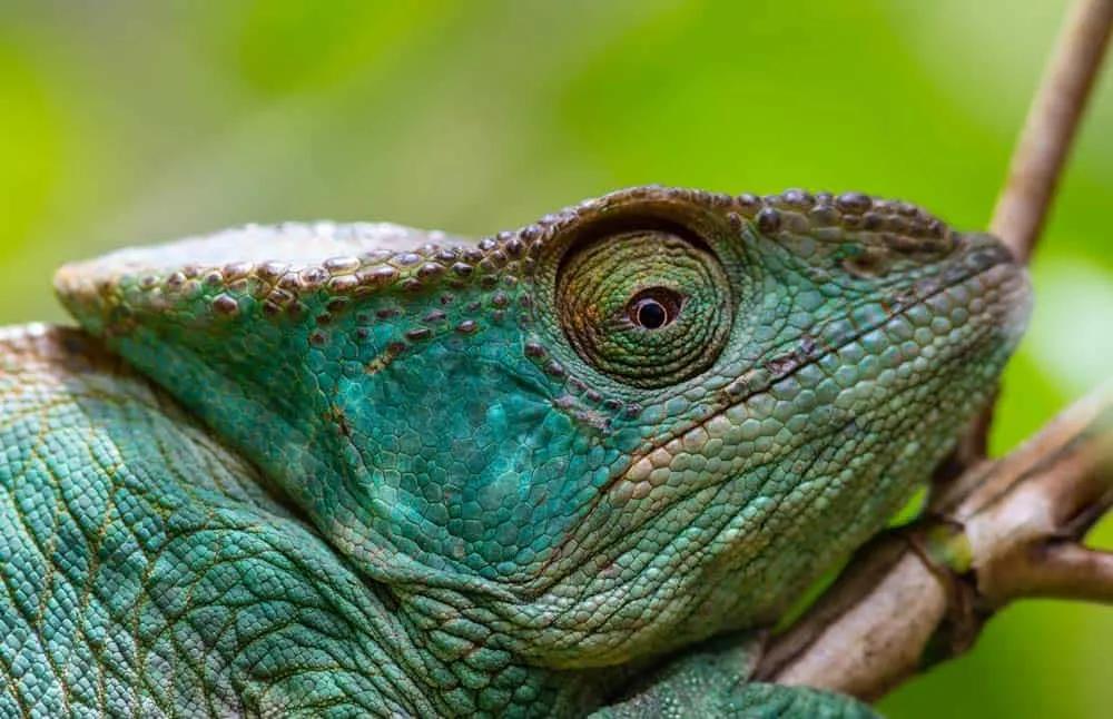 Qué ver y qué hacer en Madagascar: 10 planazos