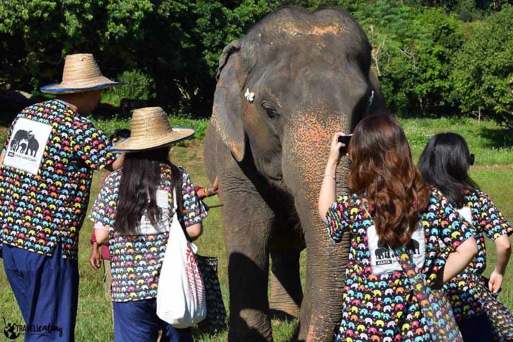 elefantes en Tailandia, turismo responsable