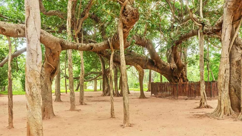 Banyan Tree de Auroville