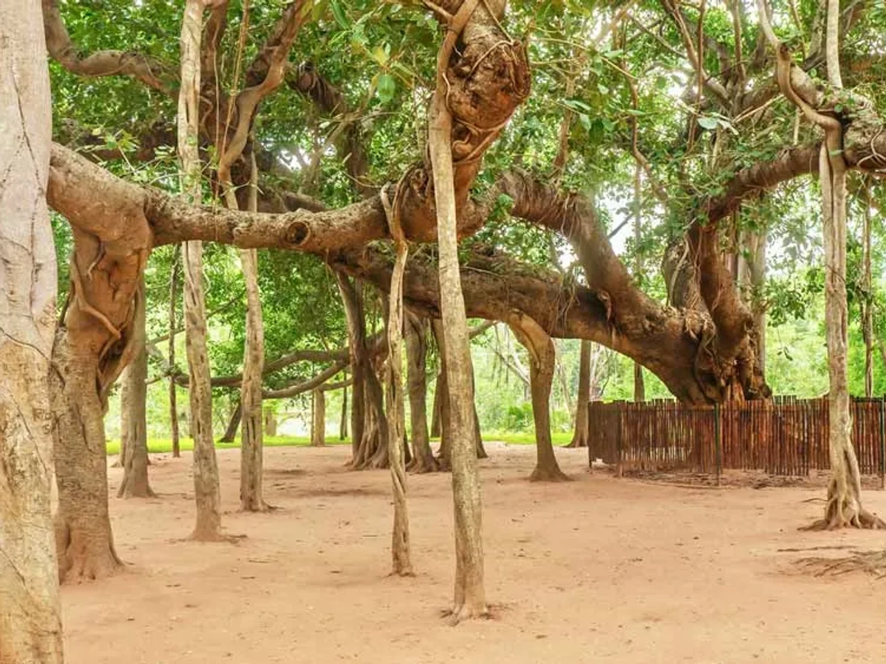 Banyan Tree de Auroville